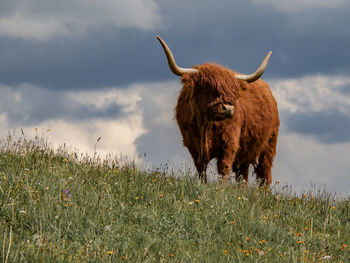Highland cattle in a field
