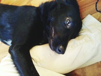 Close-up portrait of a dog