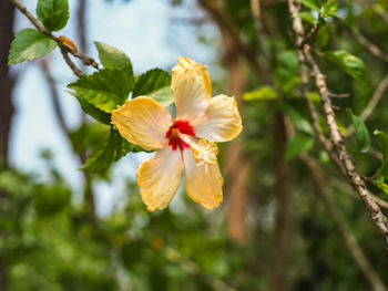 Close-up of hibiscus flower