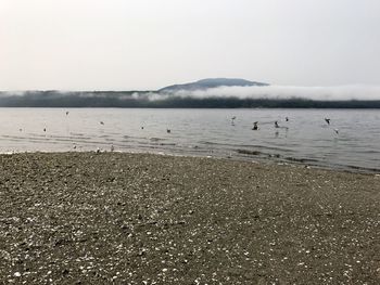 Swan on lake against sky