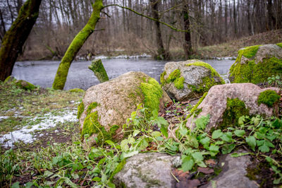 Scenic view of river in forest