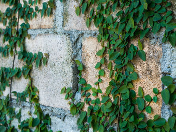 Close-up of ivy growing on wall