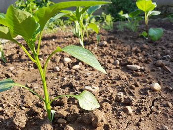 Close-up of plant growing on field