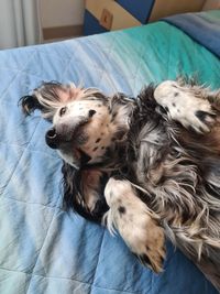 High angle view of dog sleeping on bed at home