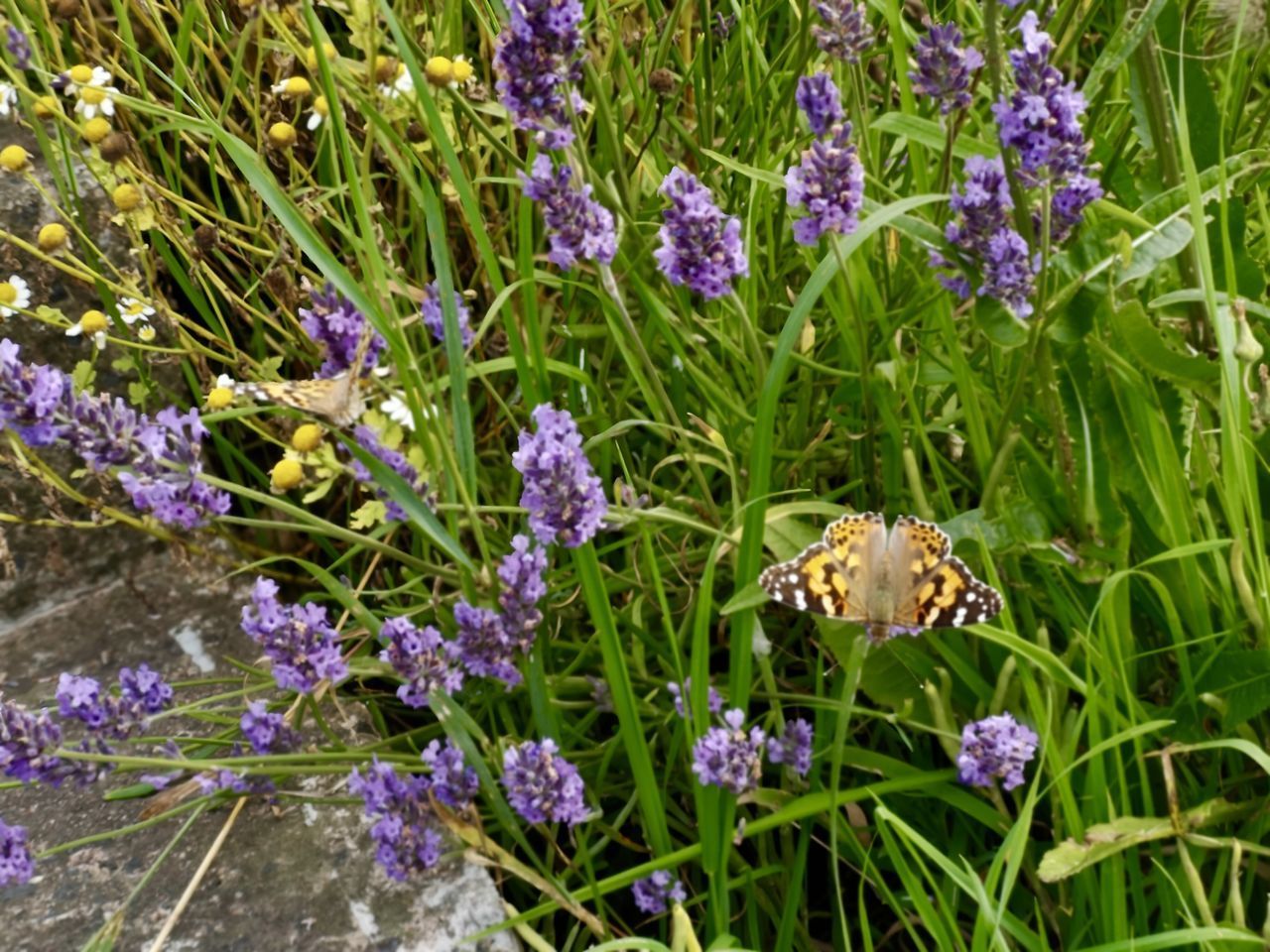 CLOSE-UP OF PURPLE LAVENDER FLOWERS IN BLOOM