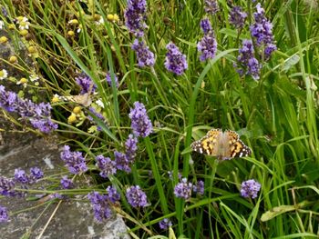 Close-up of lavender flowers