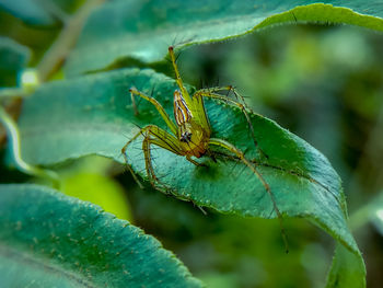 Close-up of insect on leaf