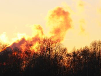 Silhouette plants against sky during sunset