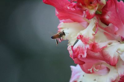 Close-up of bee pollinating on fresh pink flower