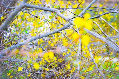 Low angle view of flowers blooming on tree