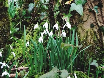 Plants growing on field