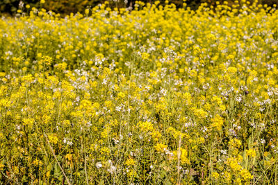 Full frame shot of yellow flowering plants