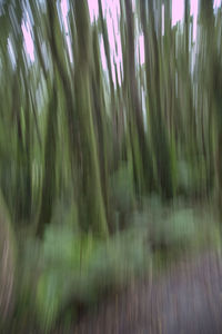 Full frame shot of trees growing on field