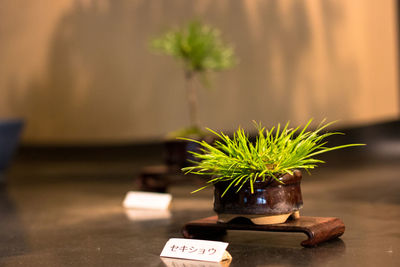 Close-up of green plant for sale