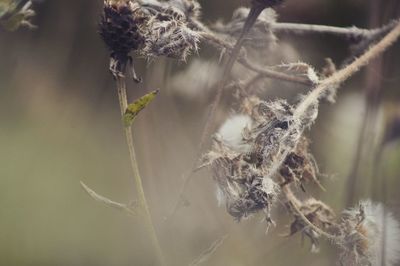 Close-up of wilted plant during winter