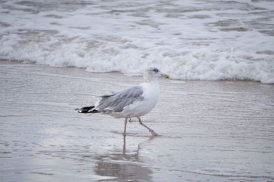 Seagull on beach