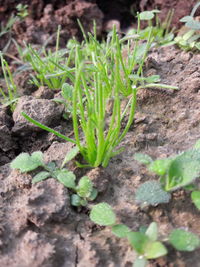 Close-up of fresh plants on field