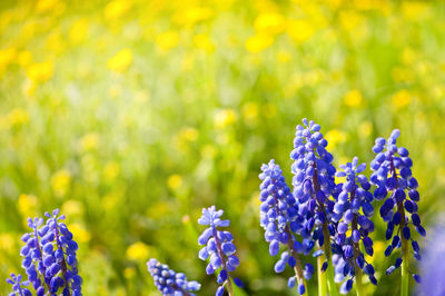 Close-up of purple flowers blooming outdoors