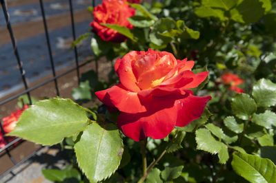 Close-up of pink rose