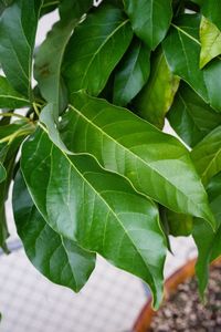 Close-up of fresh green leaves