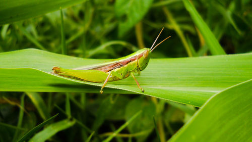 Close-up of insect on leaf