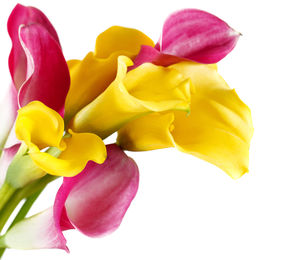 Close-up of yellow rose against white background