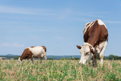 Cows ruminate in a dry field on summer 
