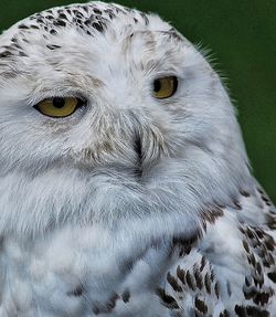 Close-up portrait of white owl perching on fresh sky
