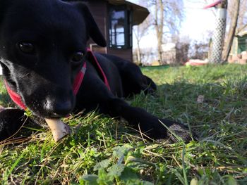 Portrait of black dog on field