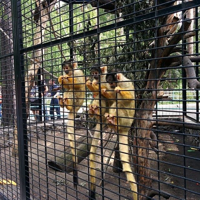 animal themes, cage, animals in captivity, mammal, metal grate, fence, chainlink fence, zoo, built structure, building exterior, domestic animals, one animal, pets, metal, wildlife, day, outdoors, architecture, glass - material, animals in the wild