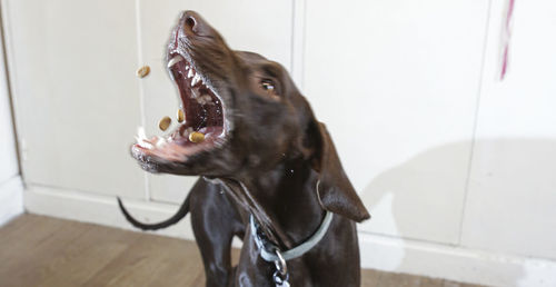 Close-up of a dog at home