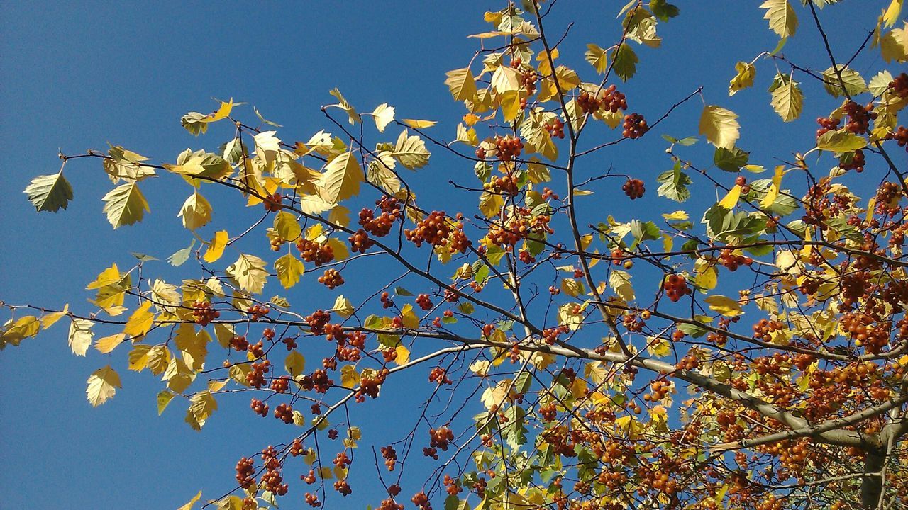 low angle view, branch, clear sky, flower, tree, growth, freshness, blue, beauty in nature, nature, fragility, leaf, blossom, sky, blooming, day, outdoors, in bloom, no people, sunlight