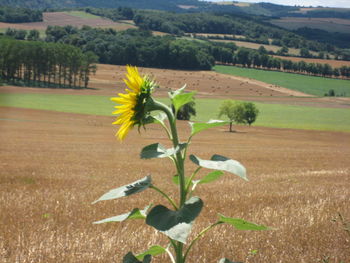 Close-up of plant growing in field