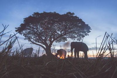 View of horse grazing on field