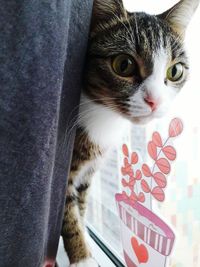 Close-up portrait of kitten