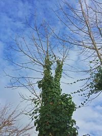 Low angle view of bare trees against blue sky