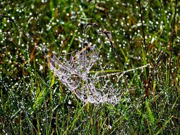 Close-up of wet spider web on plants