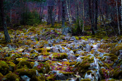 Scenic view of stream in forest