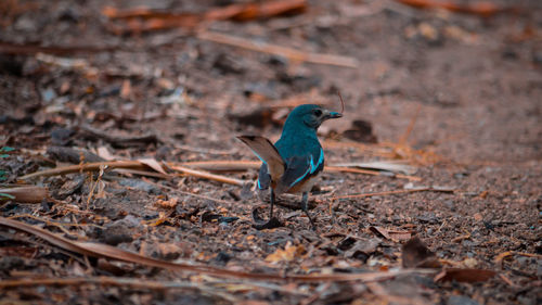 View of a bird on land