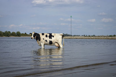 Horse in water against sky