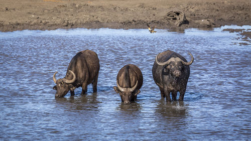 View of drinking water in lake