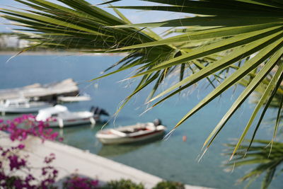 Sailboats moored in sea