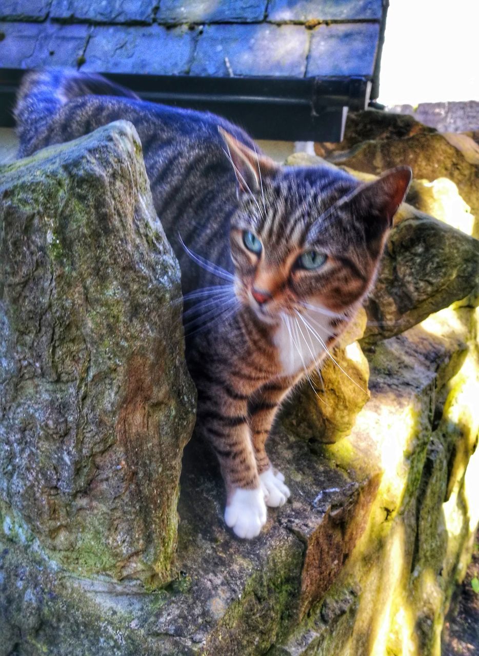 CLOSE-UP PORTRAIT OF CAT ON WALL