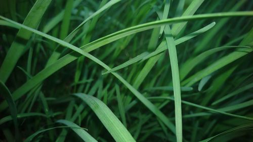 Close-up of insect on grass