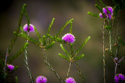 Close-up of purple flowering plants