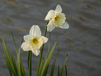 Close-up of white flowers blooming outdoors