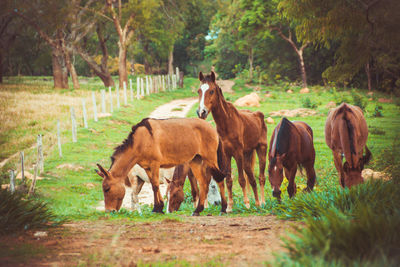 Horses standing in a field