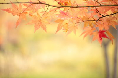 Close-up of maple leaves against blurred background