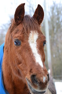 Close-up portrait of a horse