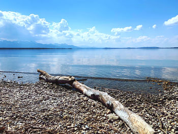 Driftwood on beach against sky